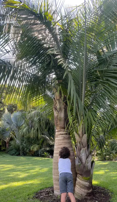 Jardin InfiniPalm