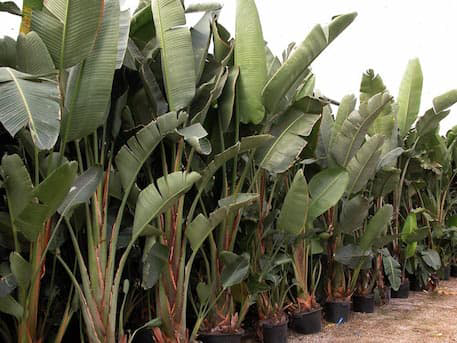 Strelitzia Nicolai - Oiseau du Paradis Géant